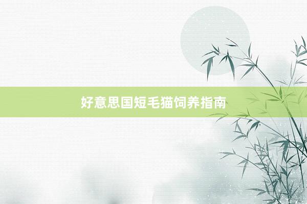 好意思国短毛猫饲养指南
